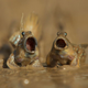 Image: Daniel Trim/Comedy Wildlife Photo Awards